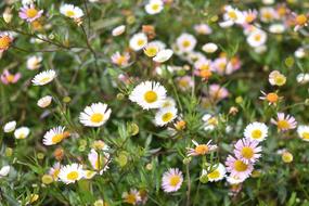 Chamomile Flowers Wild