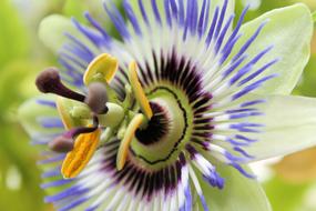 Flower Nature Plant Close