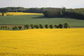Fields Rapeseed Yellow