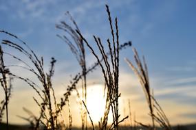 Grasses Nature Backlighting