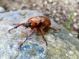 Nature Wild Life Insect