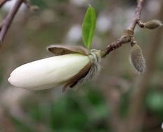 Magnolia Bud Blossom