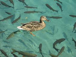Nature Duck Fish
