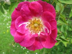 Wild Rose Nature
