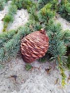 Pine Cone Tree