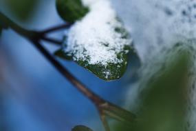Outdoors Nature Plant