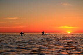 Sunset Sea Fish