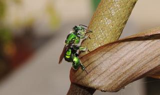 Nature Insect Animalia Wild