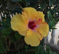 Flower Yellow Petals