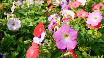 Flowers Fresh Nature