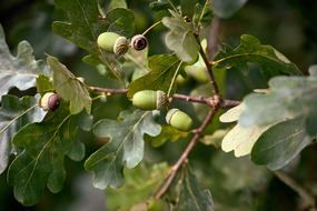 Oak Acorn Nature
