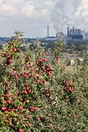 Apple Power Plant Coal Fired