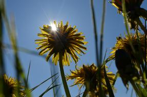 Sun Dandelion Grass Summer