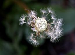 Dandelion Down Plant