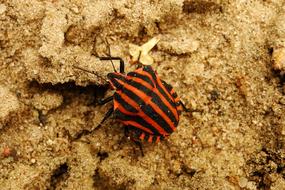 Invertebrates Nature A Little No