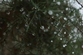 Tree Drops