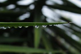 Drops Plant