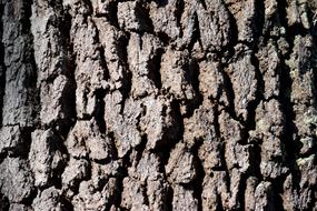 Tree Bark Background