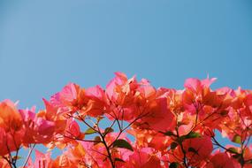 Flower Pink Bougainvillea