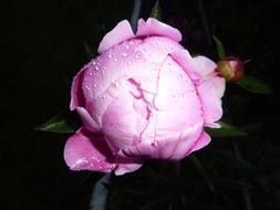 Pink Flower Rose Dew Morning