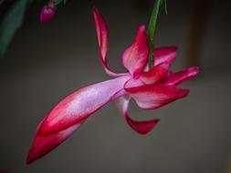 Flower Cactus Flowering
