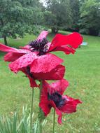 Poppies Poppy Spring