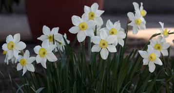 Daffodil Flower White