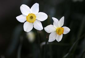 Daffodil Flower White