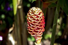 Exotic Flower Nature Beauty