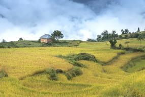 Vietnam Rice Field Ha