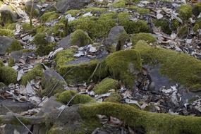 Nature Stone Forest Floor