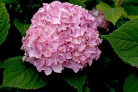 Georgia Flower Garden