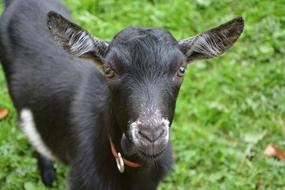 Goat Young Kid Color Black