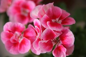 Geraniums Nature