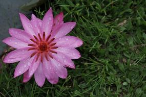 Water Lily Rose Blossom