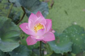 Water Lily Rose Blossom