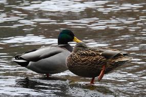Wild Ducks Lake Nature Water