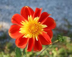 Orange Dahlias Flowers