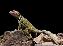 Collared Lizard Reptile Animal