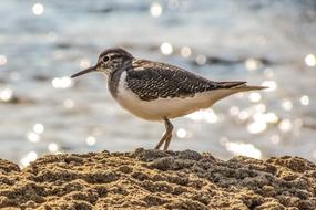 Stint Grey Seabird