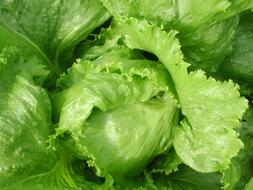 fresh leaves of the plant