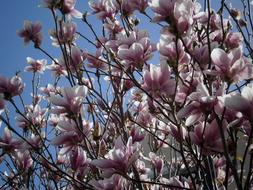 Flower Magnolia Plant