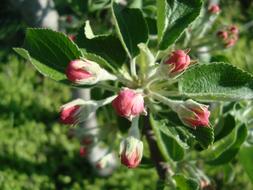 Pear Blossom Bloom Fruit Tree
