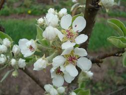 Blossom Bloom Pear