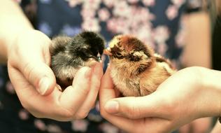 Chicks Hatched Chickens