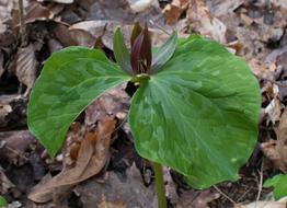 Trillium Recurvatum Wake