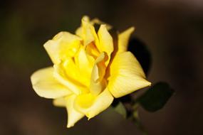 Rose Yellow Flower