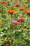 colorful BirdS Flowers in garden