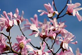 Magnolia Flowers Bloom