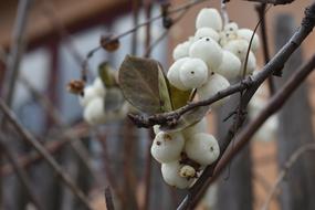 bush white plants in Nature Forest